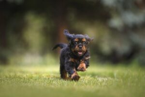 dog, puppy, cavalier-6977210.jpg